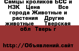 Самцы кроликов БСС и НЗК › Цена ­ 400 - Все города Животные и растения » Другие животные   . Тверская обл.,Тверь г.